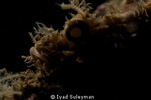 Silhouette of Scorpion fish by Iyad Suleyman 